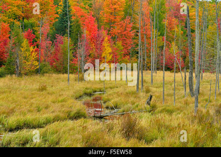 Anfang Herbst Farbe, in der Nähe von Marquette, Michigan, USA Stockfoto