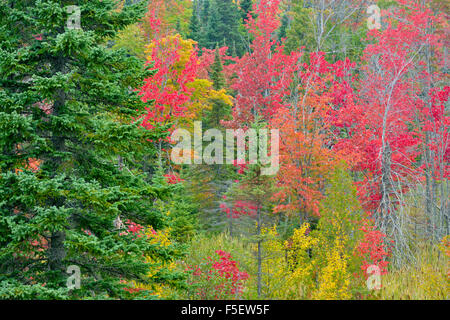 Herbstlaub in einem Feuchtgebiet, Au Zug, Michigan, USA Stockfoto