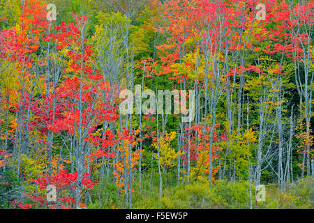 Herbstlaub in einem Feuchtgebiet, Au Zug, Michigan, USA Stockfoto