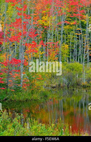 Herbstlaub in einem Feuchtgebiet, Au Zug, Michigan, USA Stockfoto