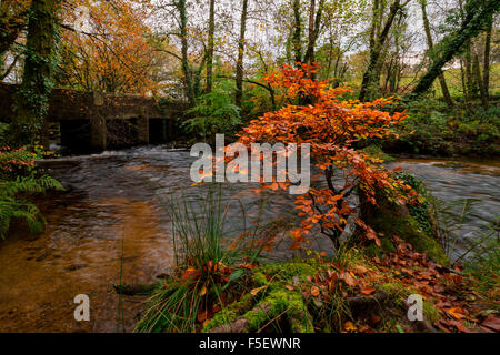 Herbstfärbung bei Golitha verliebt sich in East Cornwall Stockfoto