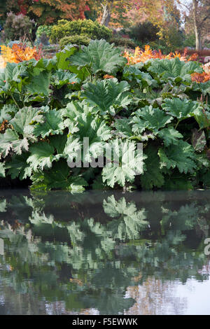 Gunnera Tinctoria, verlässt Riesen Rhabarber im Herbst reflektiert in einem Teich bei RHS Wisley Gardens, Surrey, England Stockfoto