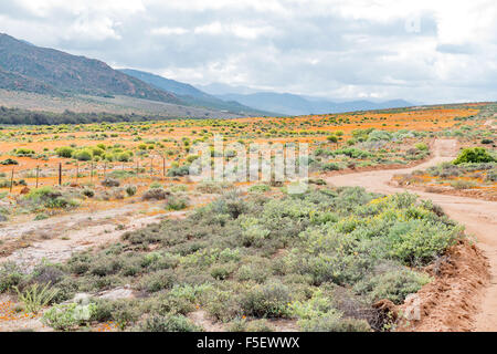 Indigene orange und gelbe Wildblumen in der Nähe von Garies, einer kleinen Stadt in der Region Namaqualand der Northern Cape Provinz von S Stockfoto