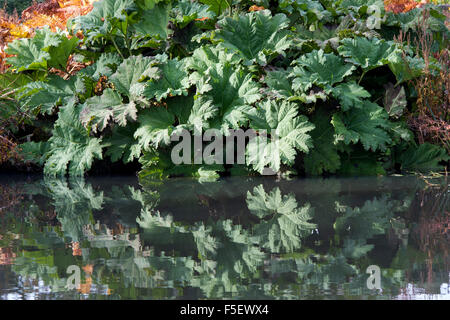 Gunnera Tinctoria, verlässt Riesen Rhabarber im Herbst reflektiert in einem Teich bei RHS Wisley Gardens, Surrey, England Stockfoto