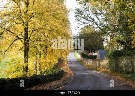 Hainbuche Bäume im Herbst entlang einer Straße in Northamptonshire, England Stockfoto