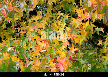 Amberbaum (Liquidambar Styraciflua) Baum, Blätter Fallen auf Boden im