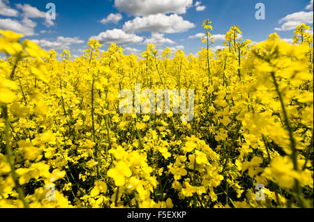 Blühender Raps Feld mit blauem Himmel und Wolken. Stockfoto