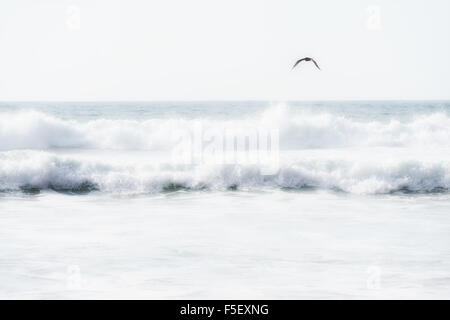 Wellen des Meeres mit fliegenden Möwe. Stockfoto