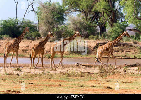 Retikuliert Giraffe oder Somali Giraffen (Giraffa Reticulata Plancius) entlang Fluss, Samburu National Reserve, Kenia Stockfoto