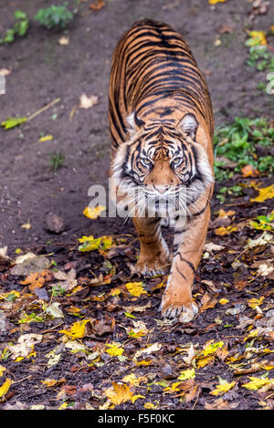 Sumatra-Tiger Tempo um bei Dudley Zoo West Midlands UK Stockfoto