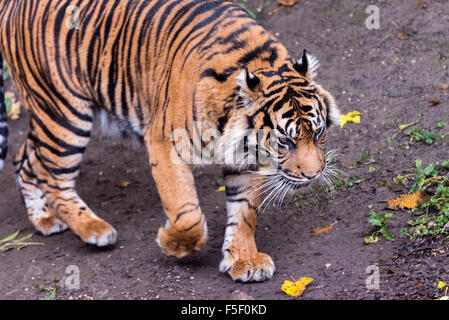 Sumatra-Tiger Tempo um bei Dudley Zoo West Midlands UK Stockfoto