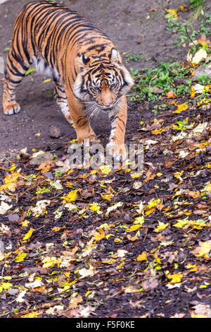 Sumatra-Tiger Tempo um bei Dudley Zoo West Midlands UK Stockfoto