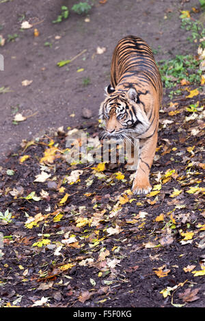 Sumatra-Tiger Tempo um bei Dudley Zoo West Midlands UK Stockfoto