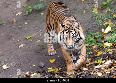 Sumatra-Tiger Tempo um bei Dudley Zoo West Midlands UK Stockfoto