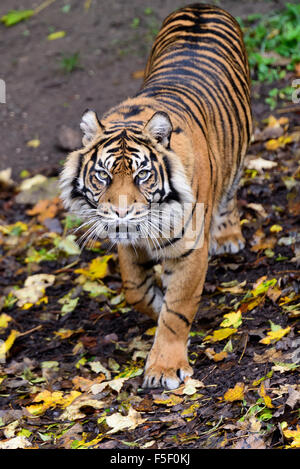 Sumatra-Tiger Tempo um bei Dudley Zoo West Midlands UK Stockfoto