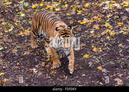 Sumatra-Tiger Tempo um bei Dudley Zoo West Midlands UK Stockfoto