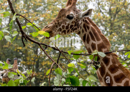 Eine Giraffe Essen fährt um Dudley Zoo West Midlands UK Stockfoto