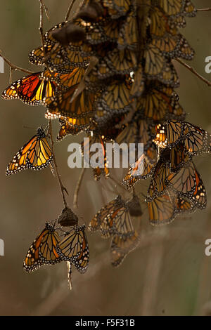 Ein Cluster der Monarchfalter kauert zusammen für Wärme Stockfoto