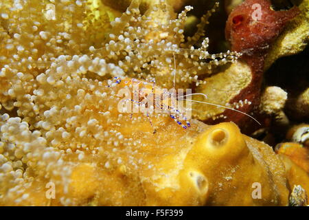 A entdeckt Putzergarnelen, Periclimenes Yucatanicus, Unterwasser, auf dem Meeresboden, Karibik, Mexiko Stockfoto