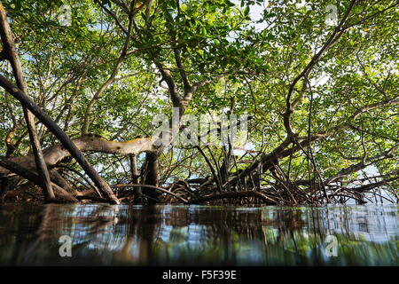 Rote Mangrovenbäume im Wasser gesehen von der Meeresoberfläche, Panama, Mittelamerika Stockfoto