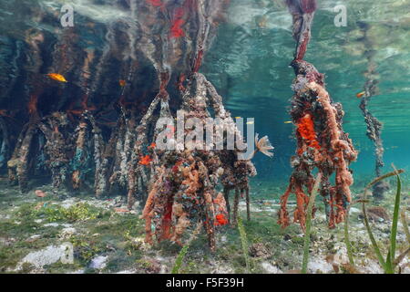 Leben im Meer auf rote Mangrove Tree Wurzeln unter Wasser, Karibik, Bocas del Toro, Panama Stockfoto