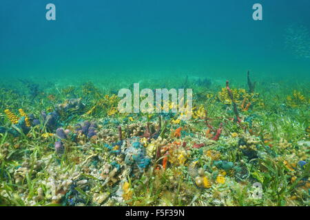 Unterwasser auf einem Meeresboden mit Korallen und bunten Schwämmen, Karibik, Panama Stockfoto