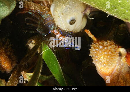 Kleine Garnelen unter Wasser entdeckt, Putzergarnelen, Periclimenes Yucatanicus, Karibik, Mittelamerika Stockfoto