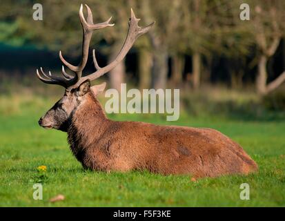 Eine Verlegung auf dem Rasen im Wollaton Park Nottingham England UK Rothirsch Stockfoto