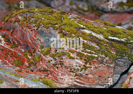 Flechten und Moos auf einem Felsen, Franz Josef Glacier, Franz Josef, Südinsel, Neuseeland Stockfoto