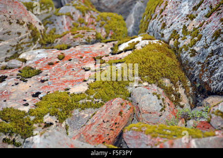 Flechten und Moos auf Steinen, Franz Josef Glacier, Franz Josef, Südinsel, Neuseeland Stockfoto