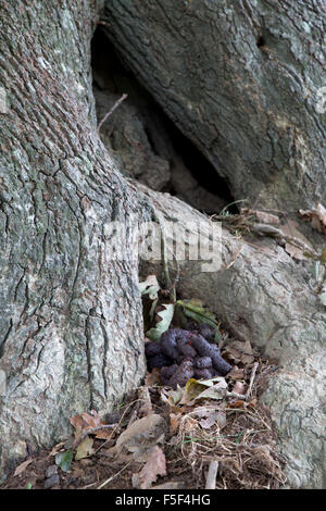 Dachs Latrine; Meles Meles; Cornwall; UK Stockfoto