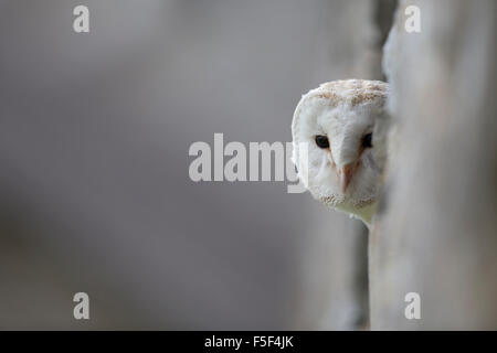 Schleiereule; Tyto Alba Single Portrait; Wales; UK Stockfoto