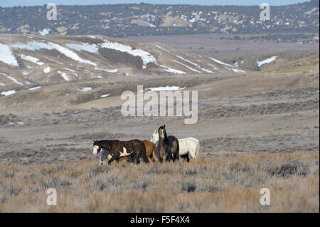 Wildes Pferd - Mustang - (Equus Caballus), Sand-Waschbecken, Colorado, USA Stockfoto