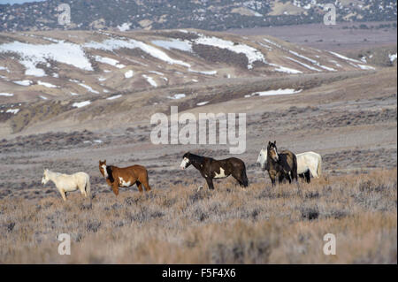 Wildes Pferd - Mustang - (Equus Caballus), Sand-Waschbecken, Colorado, USA Stockfoto