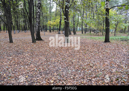 Laub im Herbst Park. Oktober in der Stadt Park wenn das Herbstlaub. Stockfoto