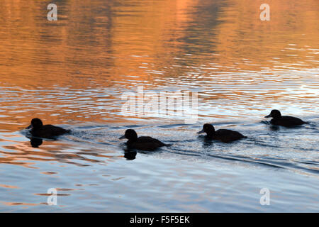 Lake Wanaka Tauchen Enten, Aythya Novaeseelandiae, endemische Arten von Neuseeland, an der Dämmerung, Wanaka, Südinsel, Neuseeland Stockfoto