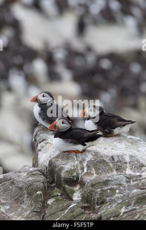 Papageientaucher; Fratercula Arctica drei Farne Islands; Northumberland; UK Stockfoto