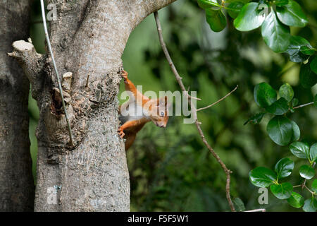 Eichhörnchen; Sciurus Vulgaris Single in Olearia Traversii; Tresco; Isles of Scilly; UK Stockfoto