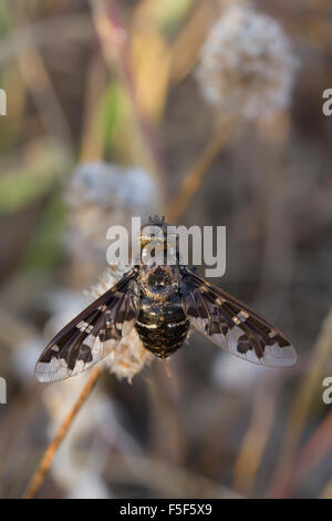 Makrofotografie von SP. Exoprosopa Jacchus oder Biene fliegen oder silbrig Biene-Fly sitzt auf einer Blume Stockfoto