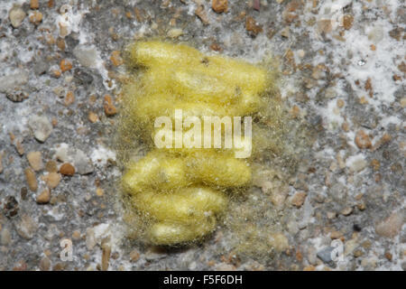 Goldfarbenen parasitäre Kokons sp. Apanteles glomeratus/Cotesia Glomerata an der Wand befestigt. Stockfoto