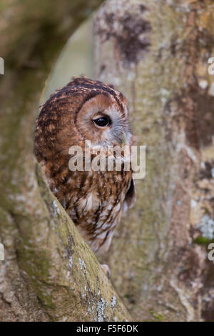 Waldkauz; Strix Aluco Single im Baum; Schottland; UK Stockfoto