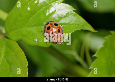 Makroaufnahme einer Melone Marienkäfer Käfer SP. Henosepilachna Elaterii auf einem grünen Blatt. Griechenland Stockfoto