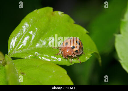 Vorderansicht Makro von einer Melone Marienkäfer Käfer SP. Henosepilachna Elaterii auf einem grünen Blatt. Griechenland Stockfoto