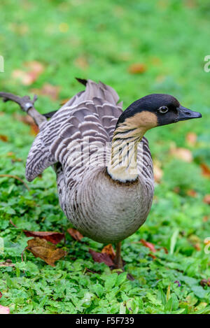 Eine hawaiianische Gans bei Dudley Zoo West Midlands UK Stockfoto