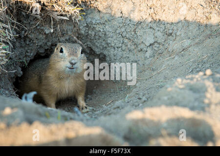 Gopher sieht aus dem Loch Stockfoto