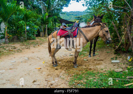 Pferde im Tayrona Nationalpark, Kolumbien Stockfoto