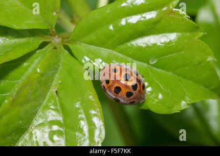 Ansicht von oben Makro von einer Melone Marienkäfer Käfer SP. Henosepilachna Elaterii sitzt auf einem grünen Blatt. Griechenland Stockfoto