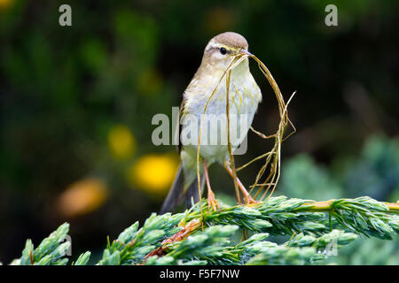 Fitis; Phylloscopus Trochilus Single mit Verschachtelung Material Cornwall; UK Stockfoto