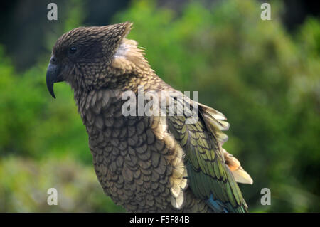 Kea Vogel, Nestor Notabilis, nur alpine Papagei der Welt und endemisch in Neuseeland, Arthur Pass, Südinsel, Neuseeland Stockfoto