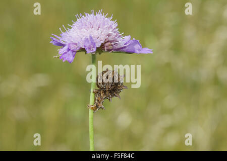 Eine Raupe /moth SP. Apochima Flabellaria schlafen im Schatten einer Blume. Stockfoto